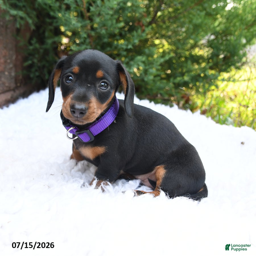 Miniature Dachshund dogs Bonnie - Ad 1