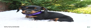 Bonnie