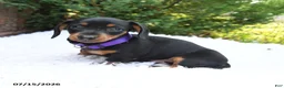 Miniature Dachshund dogs for sale: Bonnie - Ad 1