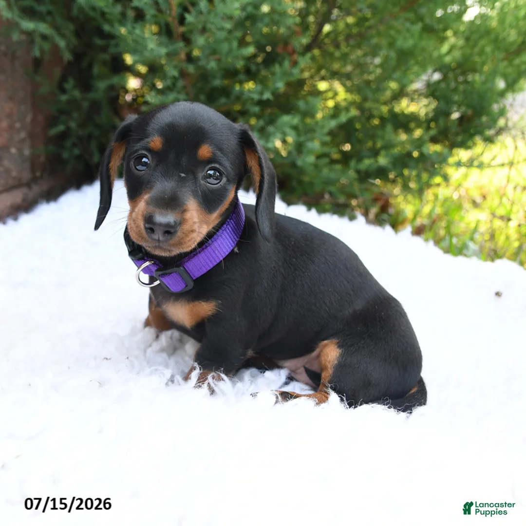 Miniature Dachshund dogs for sale: Bonnie - Ad 1