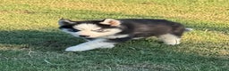 Siberian Husky dogs for sale: Siberian Husky Puppy 3 - Ad 11