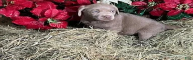 Silver Labrador Retriever 7