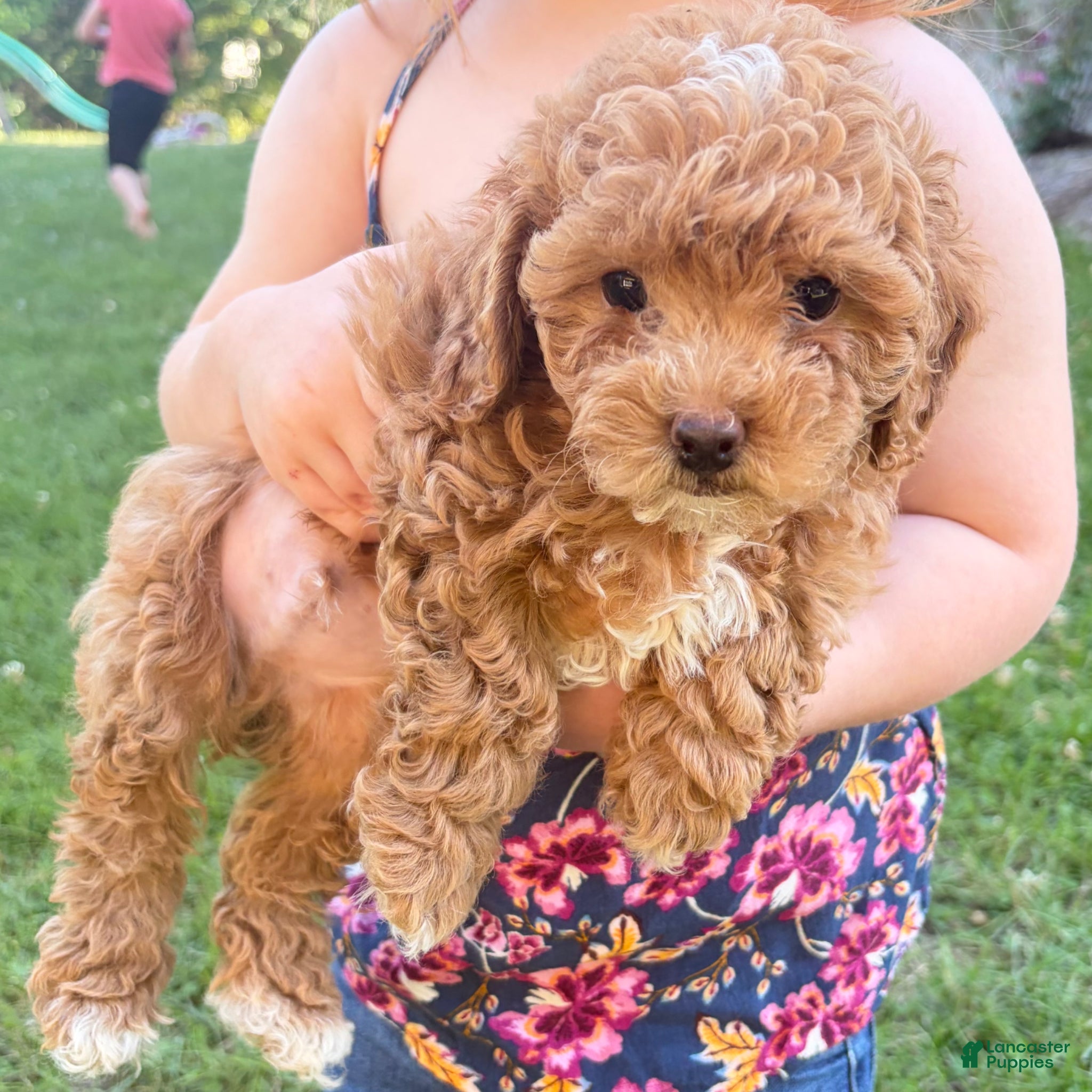 Shihpoo dogs Shiloh F1B shihpoo - Ad 7