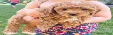 Shiloh F1B shihpoo