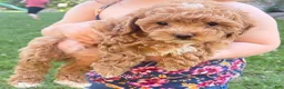 Shihpoo dogs for sale: Shiloh F1B shihpoo - Ad 1