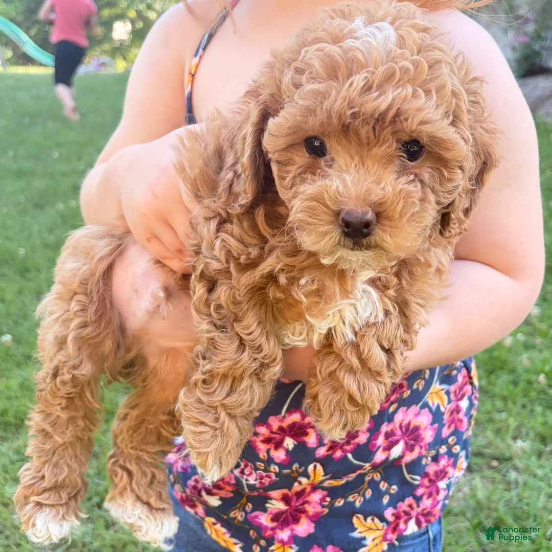 Shihpoo dogs for sale: Shiloh F1B shihpoo - Ad 1