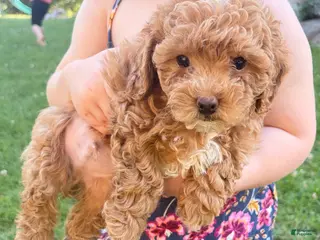 Shihpoo dogs Shiloh F1B shihpoo - Ad 12
