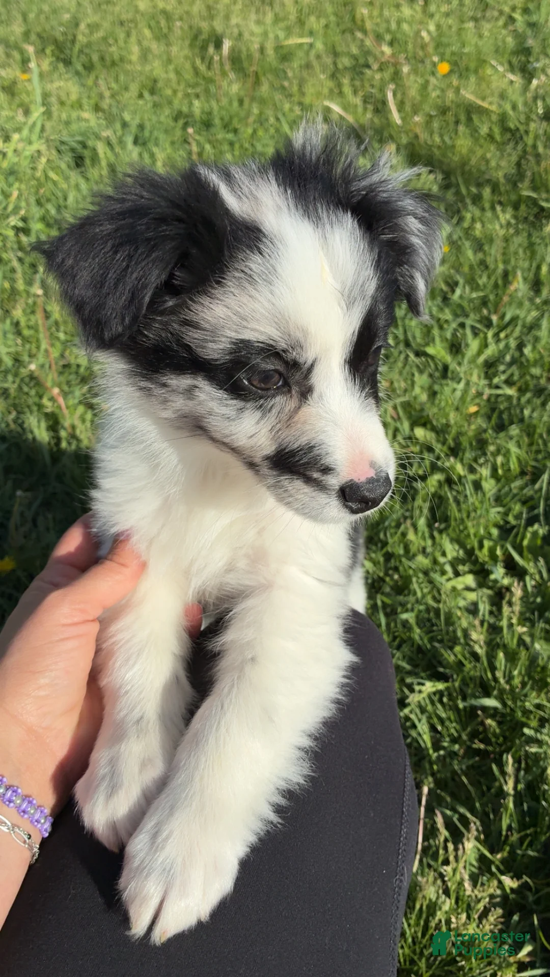 Mixed Breed dogs for sale: Mixed Breed Puppy 4 - Ad 1