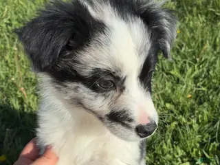 Mixed Breed dogs for sale: Mixed Breed Puppy 4 - Ad 3