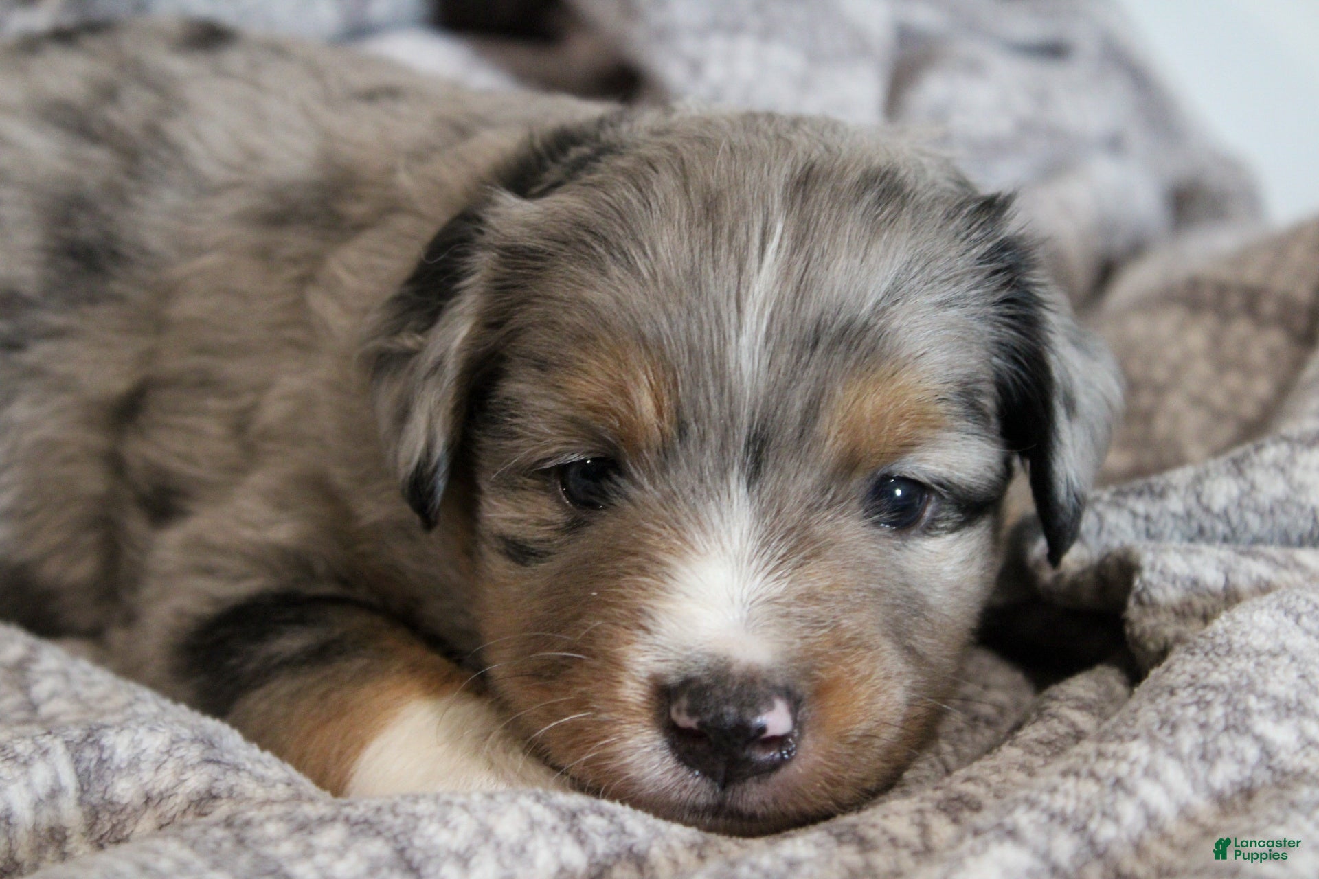 Miniature Australian Shepherd dogs Grady - Ad 2