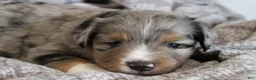 Miniature Australian Shepherd dogs for sale: Grady - Ad 8