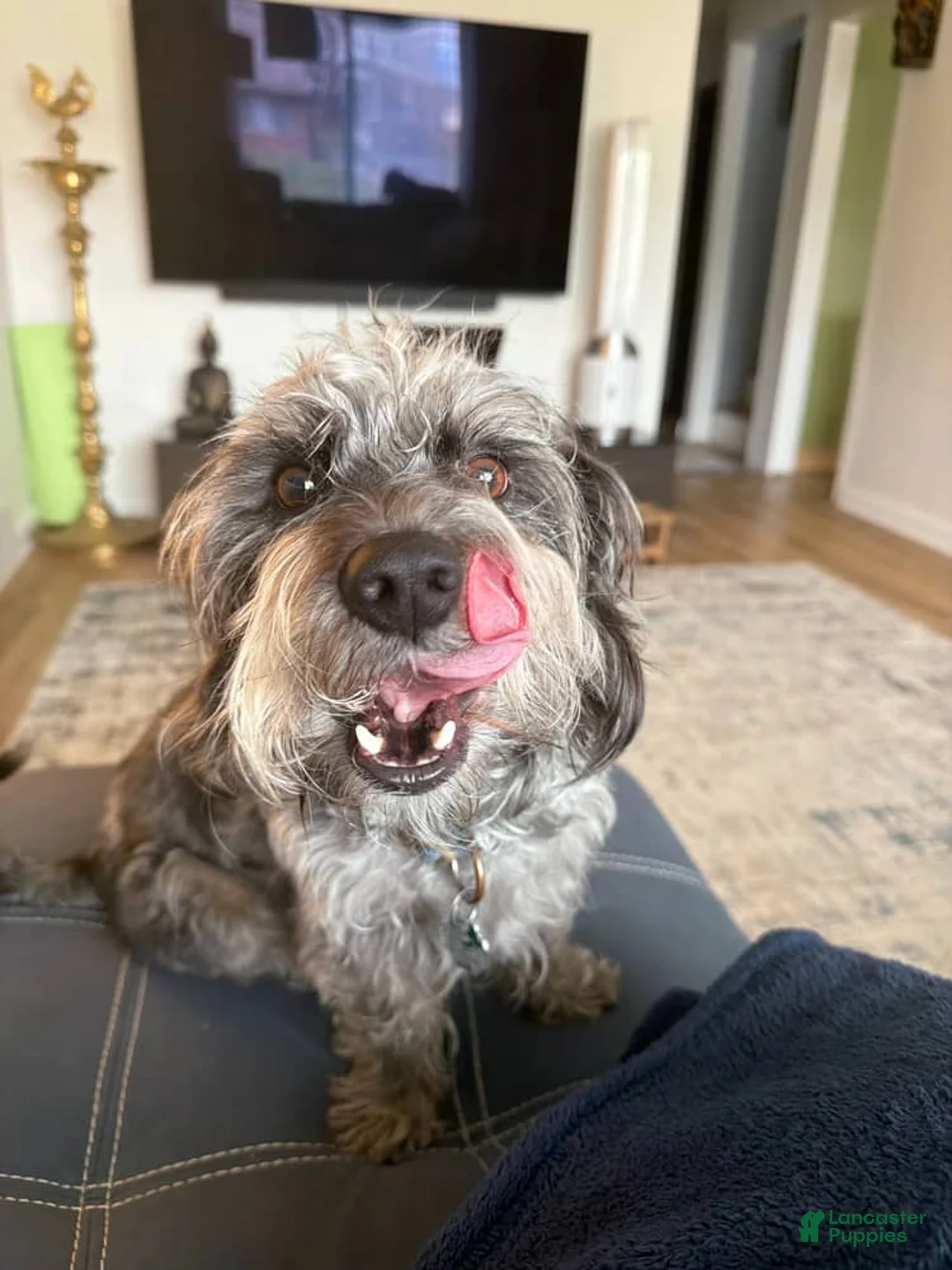 Yorkiepoo dogs for sale: Spice - Ad 2