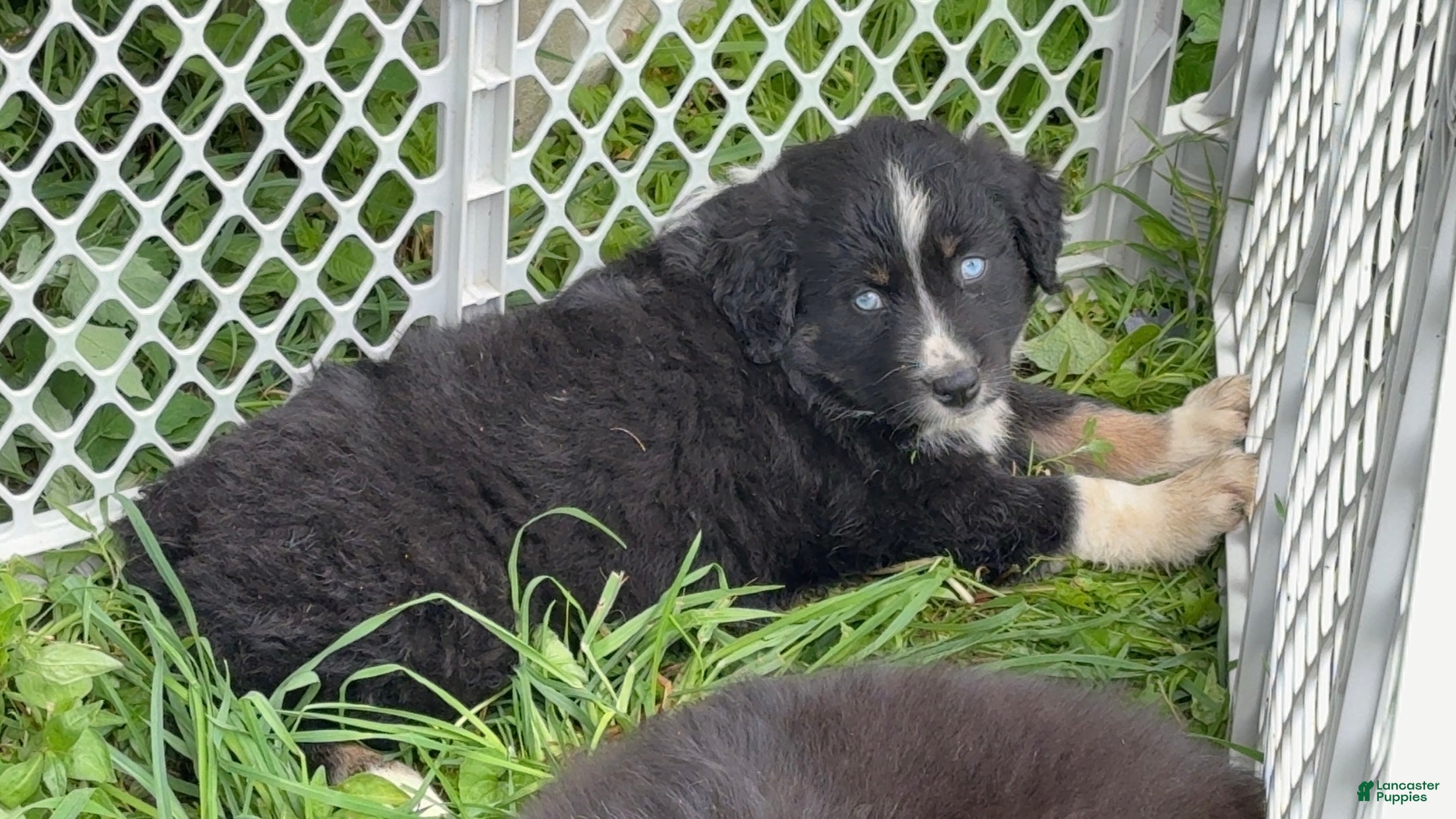 Australian Shepherd dogs Australian Shepherd Puppy 6 - Ad 2