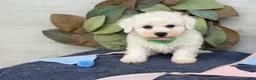 Bichon Frise dogs for sale: Everett - Ad 1