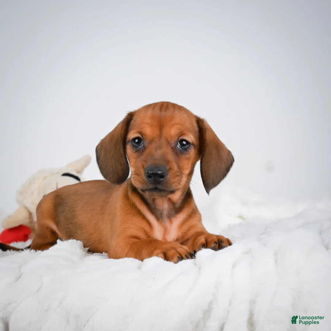 Miniature Dachshund dogs for sale: Rosemary - Ad 2