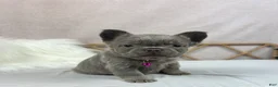 French Bulldog dogs for sale: French Bulldog Puppy 1 - Ad 6