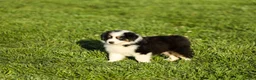 Miniature Australian Shepherd dogs for sale: Lathan Miniature Australian Shepherd Puppy  - Ad 2