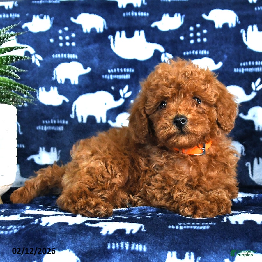 Miniature Poodle dogs Nevan - Ad 2