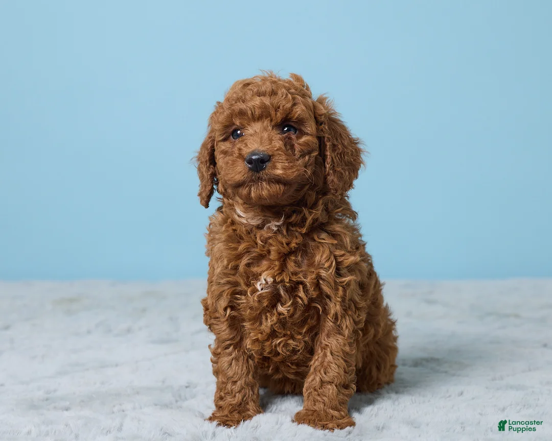 Miniature Poodle dogs for sale: Riley - Ad 4