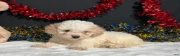 Toy Poodle dogs for sale: Biscuit - Ad 6