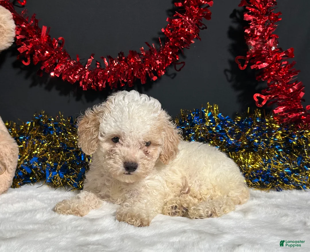Toy Poodle dogs for sale: Biscuit - Ad 6