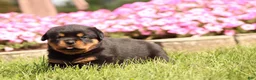 Rottweiler dogs for sale: Fiona  - Ad 3