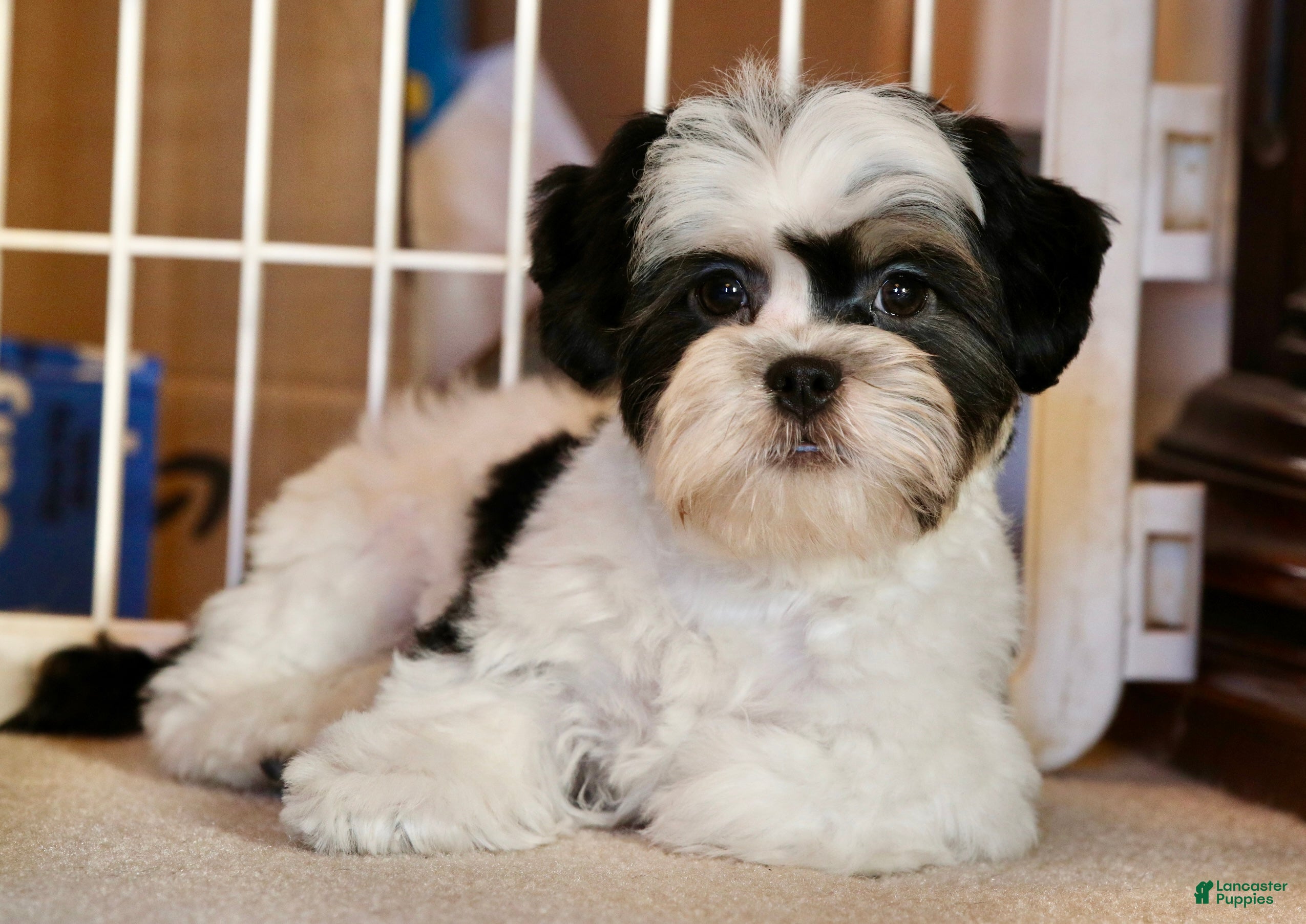 Shihpoo dogs Oliver - Ad 29