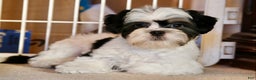 Shihpoo dogs for sale: Oliver - Ad 1