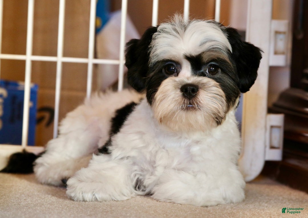 Shihpoo dogs for sale: Oliver - Ad 1