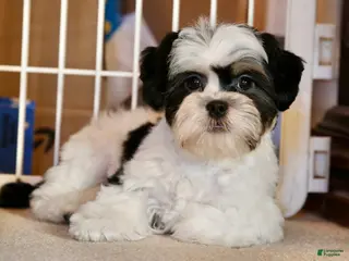 Shihpoo dogs Oliver - Ad 11