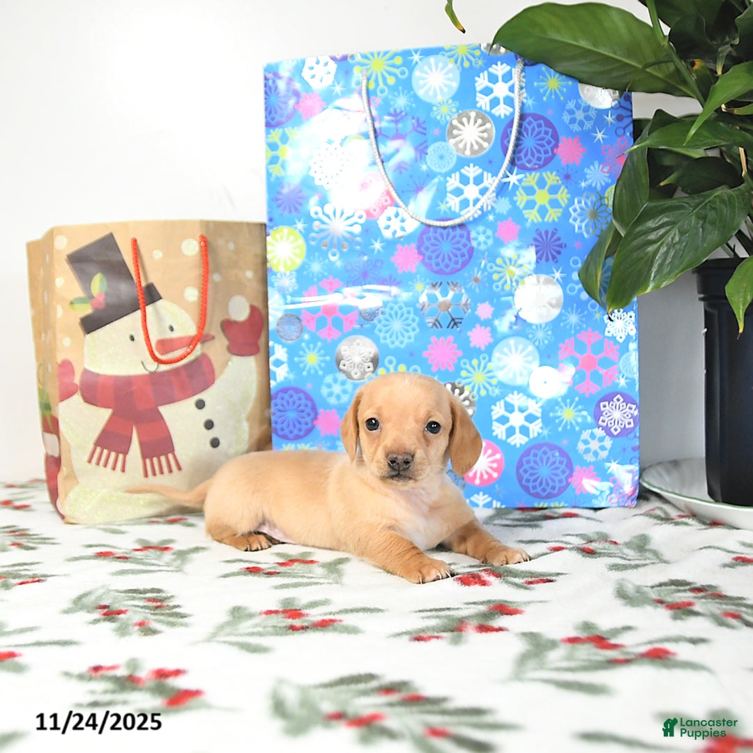 Miniature Dachshund dogs for sale: Brad  - Ad 1