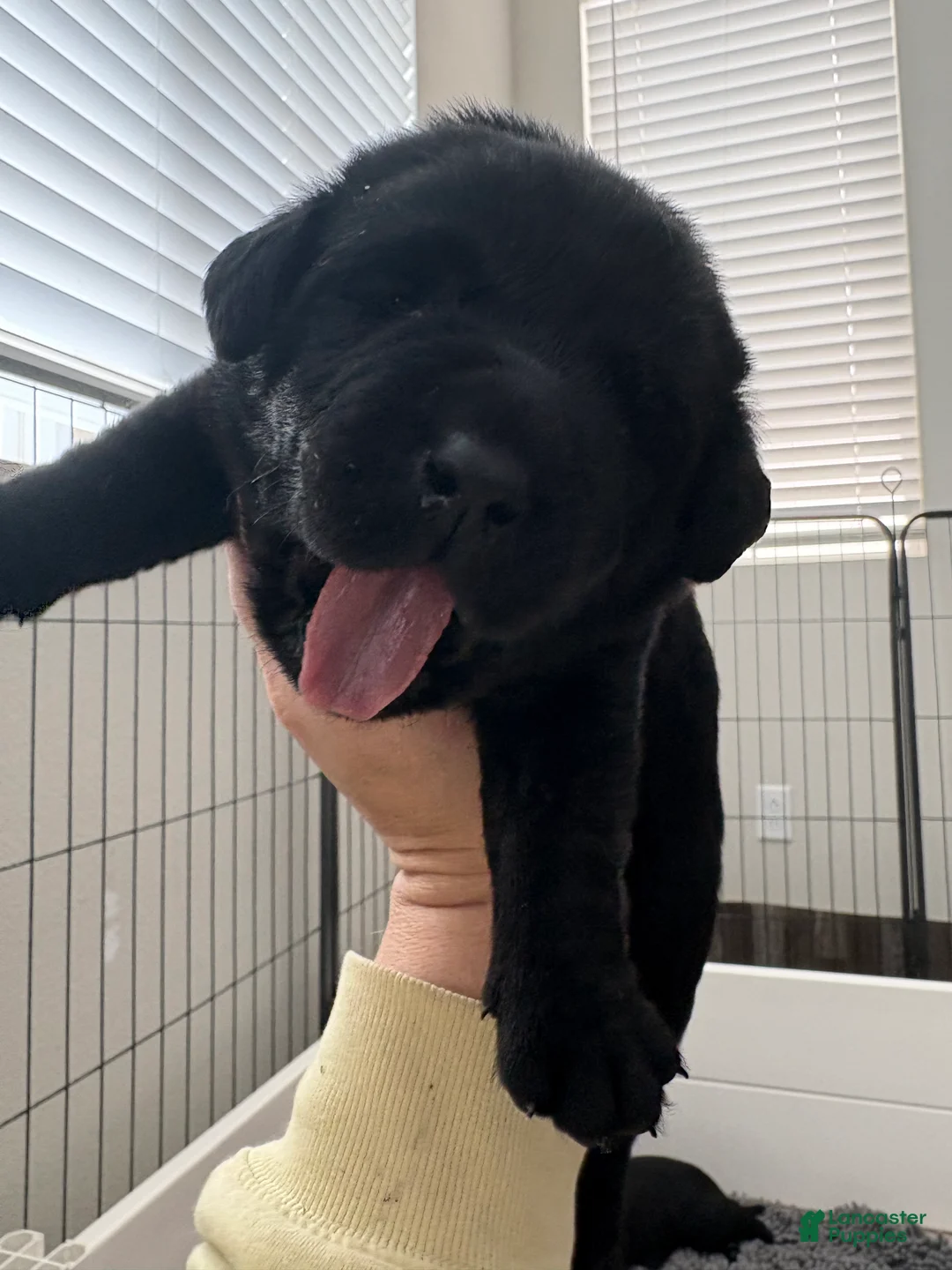 Labrador Retriever dogs for sale: Pink collar girl - Ad 1