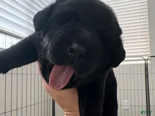 Labrador Retriever dogs Pink collar girl - Ad 5