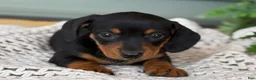 Miniature Dachshund dogs for sale: Lily - Ad 5