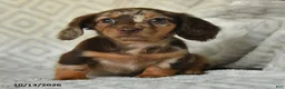 Miniature Dachshund dogs for sale: Daisy - Ad 5