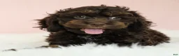 Cockapoo dogs for sale: Caleb 🫧 - Ad 6
