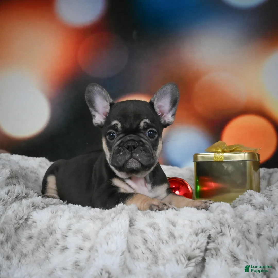 French Bulldog dogs for sale: Cooper - Ad 3