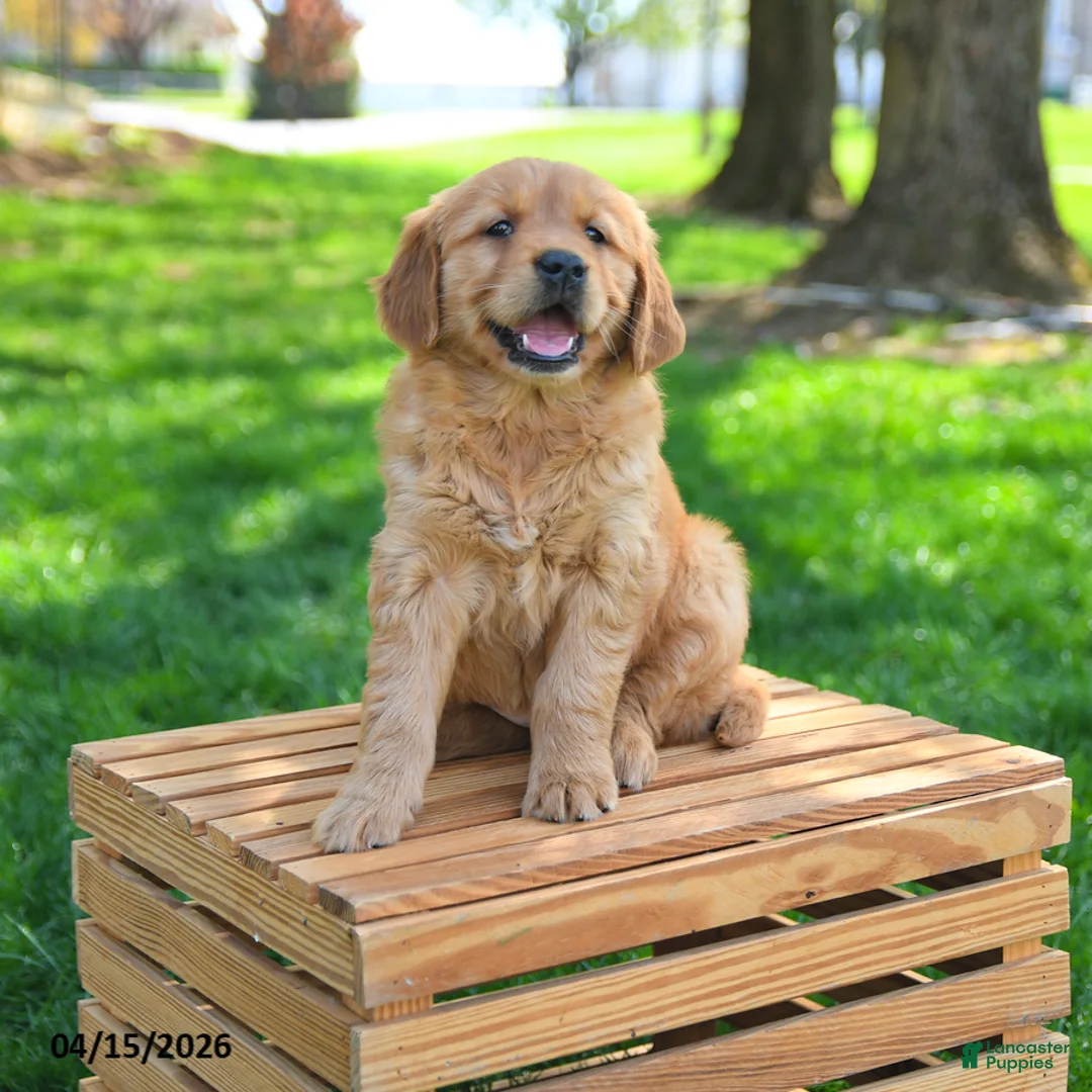 Golden Retriever dogs for sale: Willow  - Ad 1
