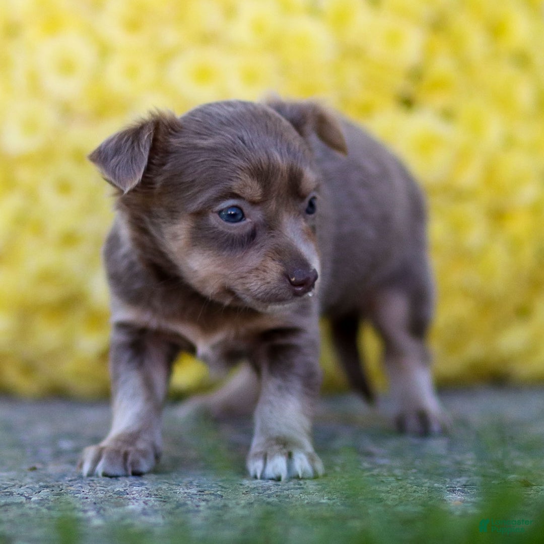 Chihuahua dogs for sale: Pamela - Ad 15