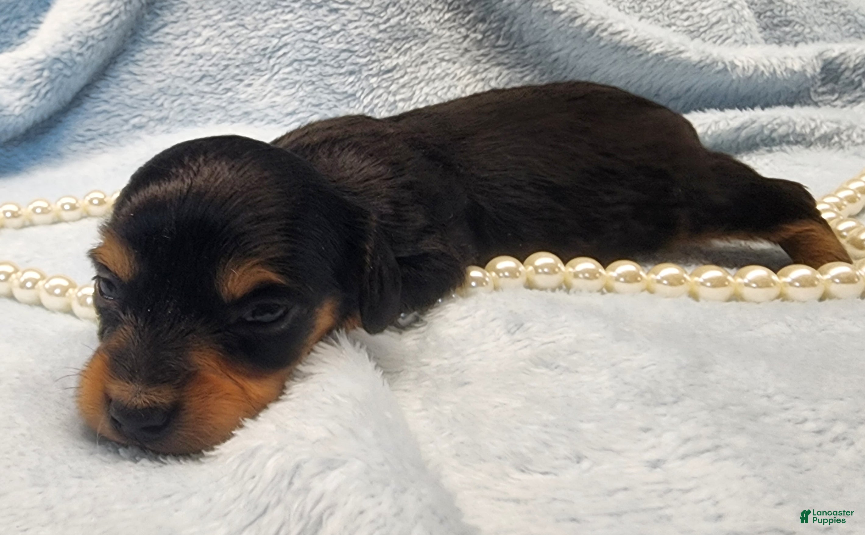 Miniature Dachshund dogs Cooper long hair  - Ad 26