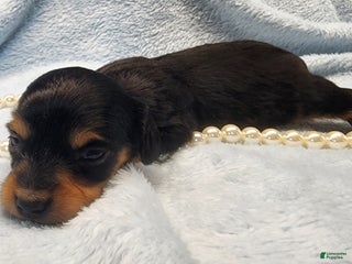 Miniature Dachshund dogs Cooper long hair - Ad 30