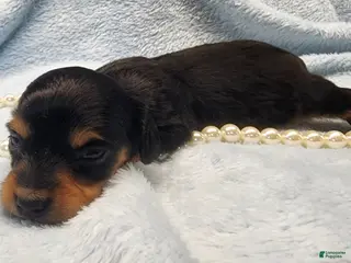 Miniature Dachshund dogs Cooper long hair - Ad 33