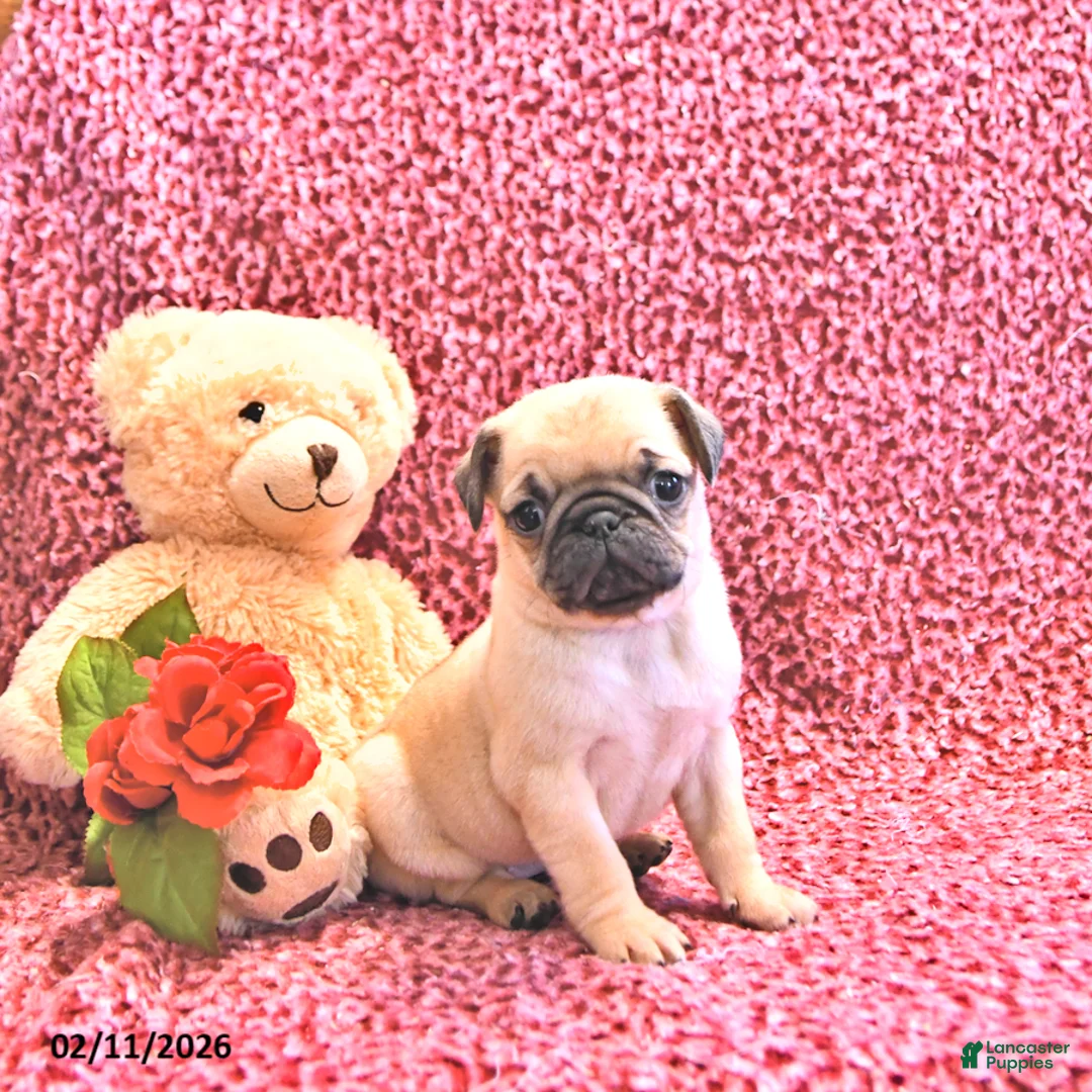 Mixed Breed dogs for sale: Princess - Ad 2