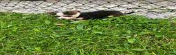 Chihuahua dogs for sale: Akc Tiny - Ad 4