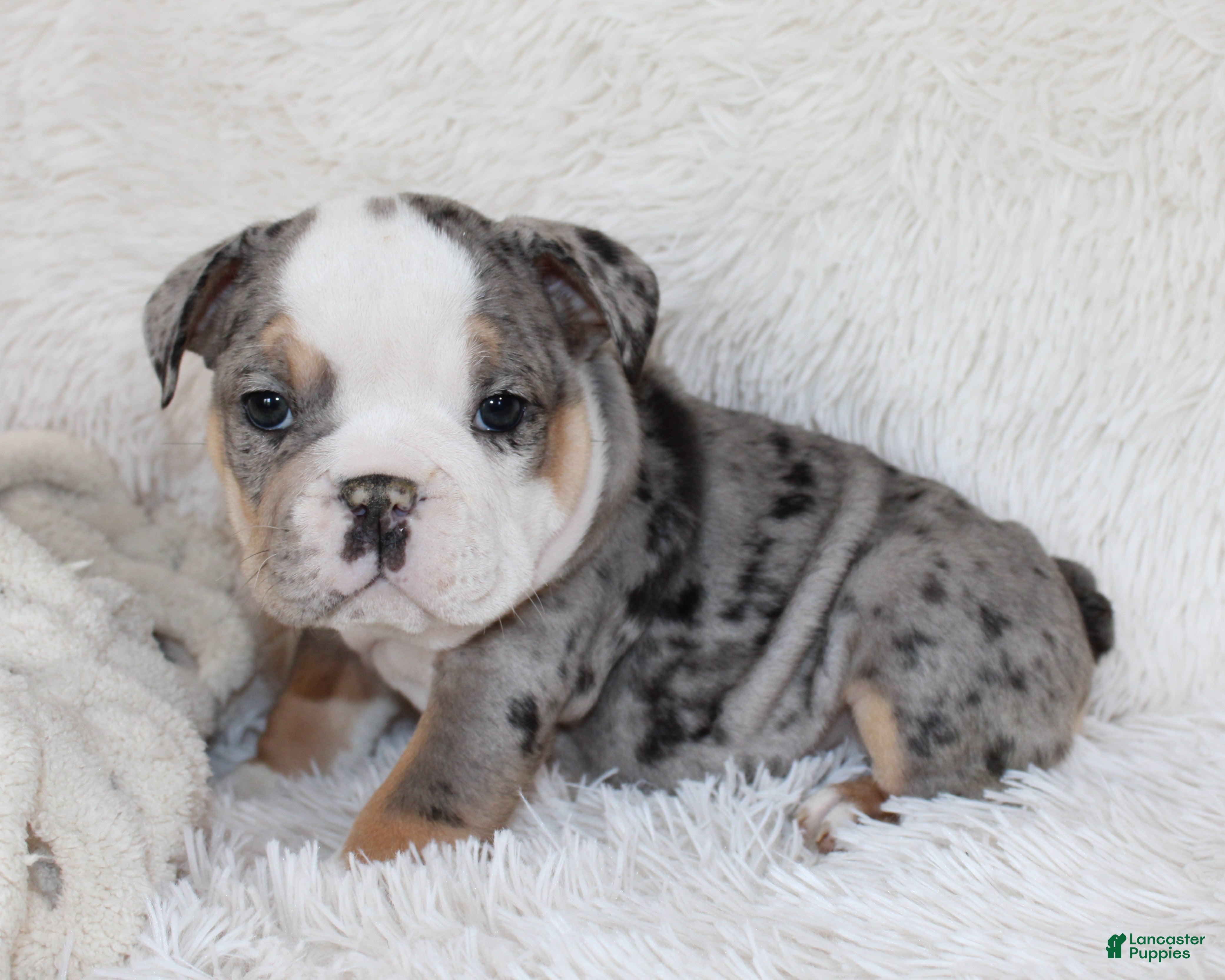 English Bulldog dogs Nora - Ad 1