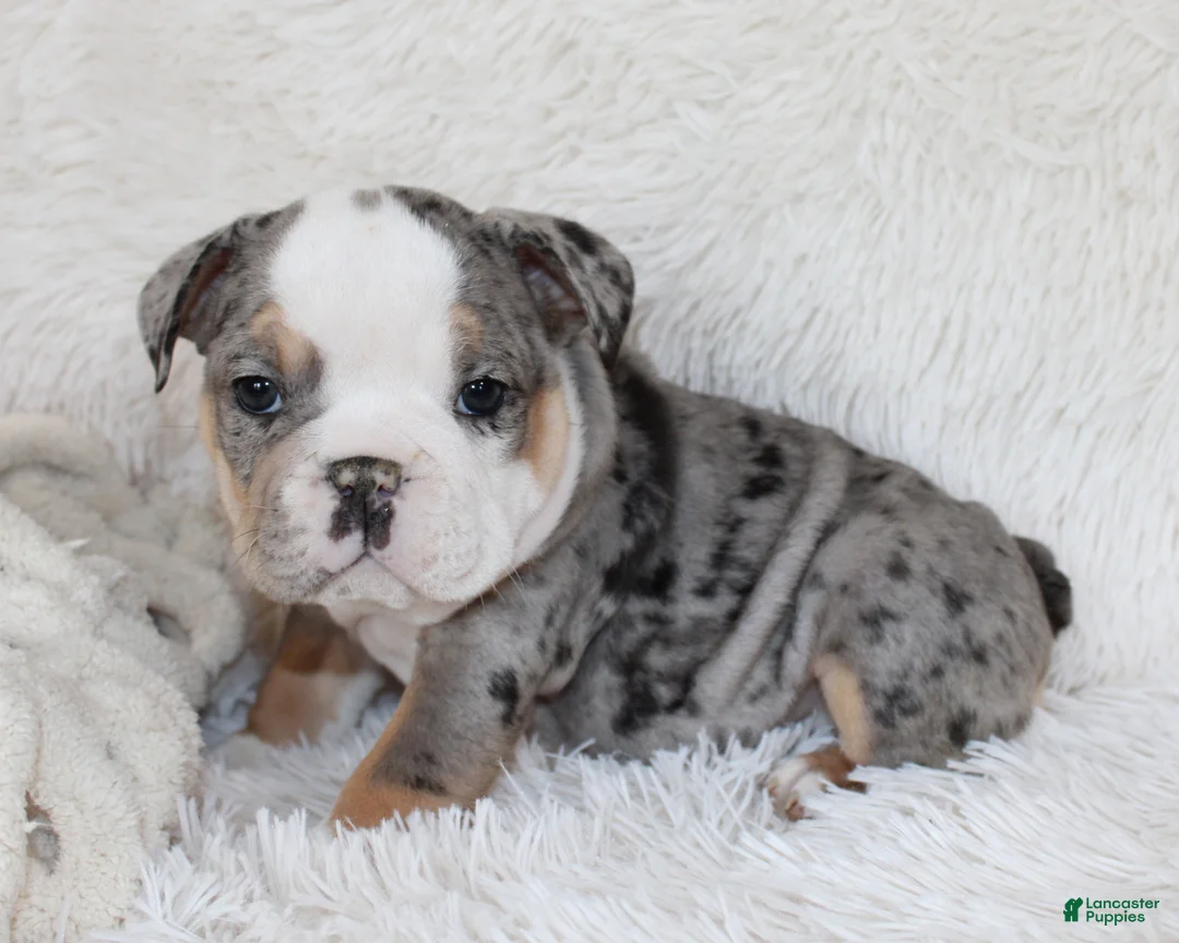 English Bulldog dogs for sale: Nora - Ad 1