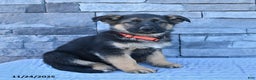 German Shepherd dogs for sale: Homer - Ad 2