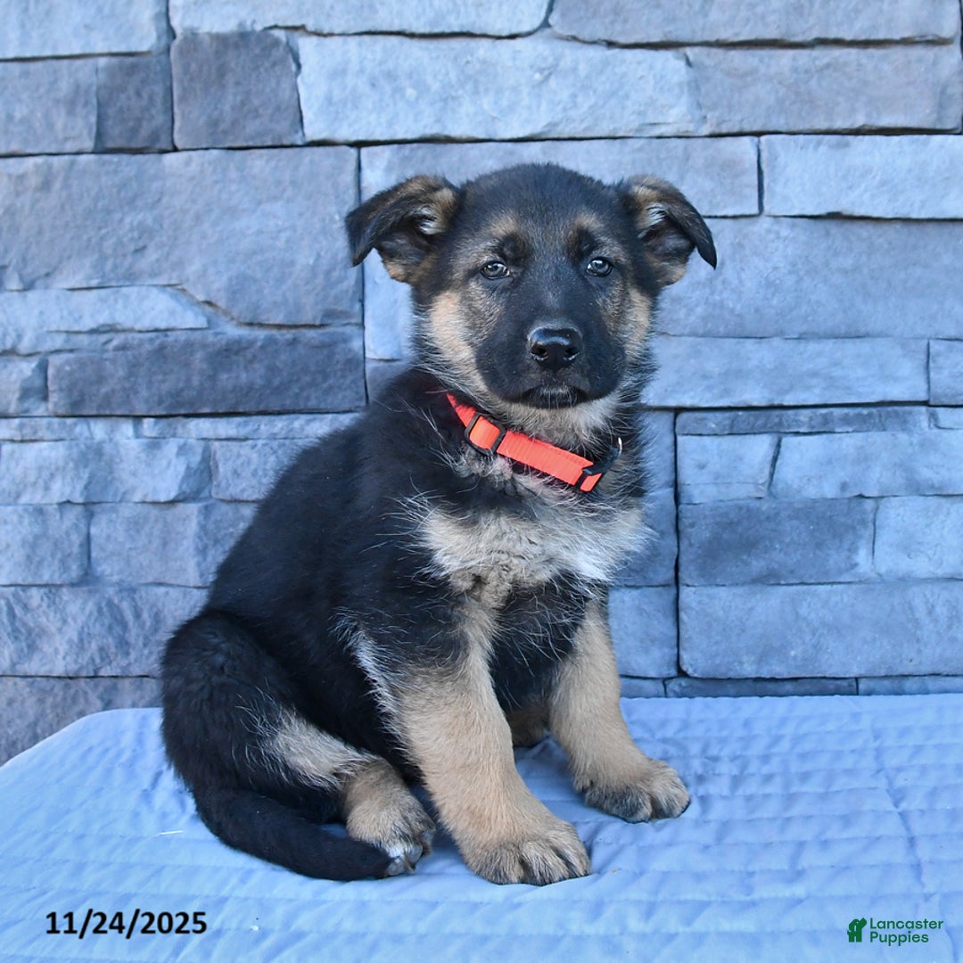 German Shepherd dogs for sale: Homer - Ad 2