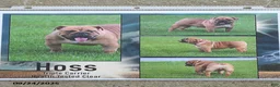 English Bulldog dogs for sale: Ava   - Ad 4