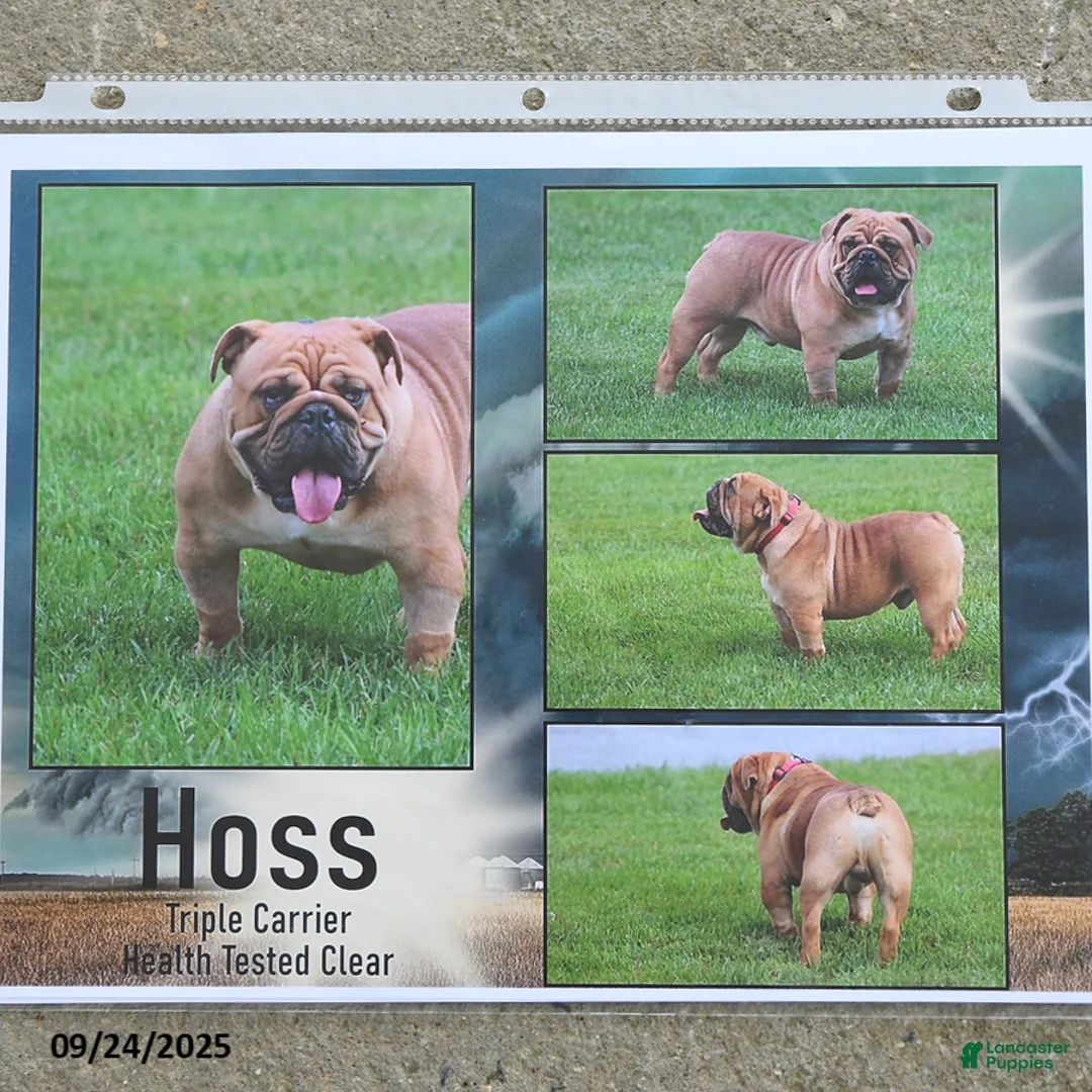 English Bulldog dogs for sale: Ava   - Ad 4